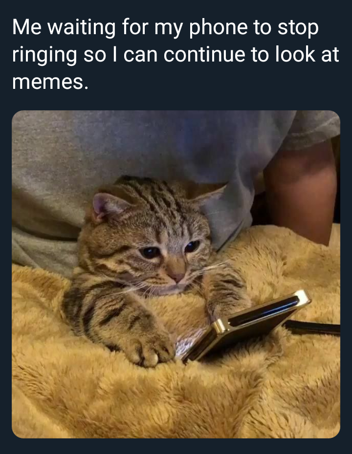 Me waiting for my phone to stop ringing so I can continue to look at memes. 35