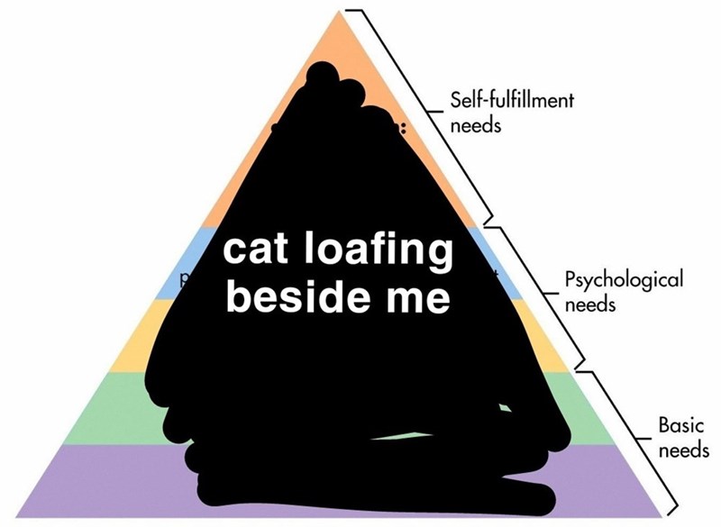 Self-fulfillment needs cat loafing beside me Psychological needs Basic needs
