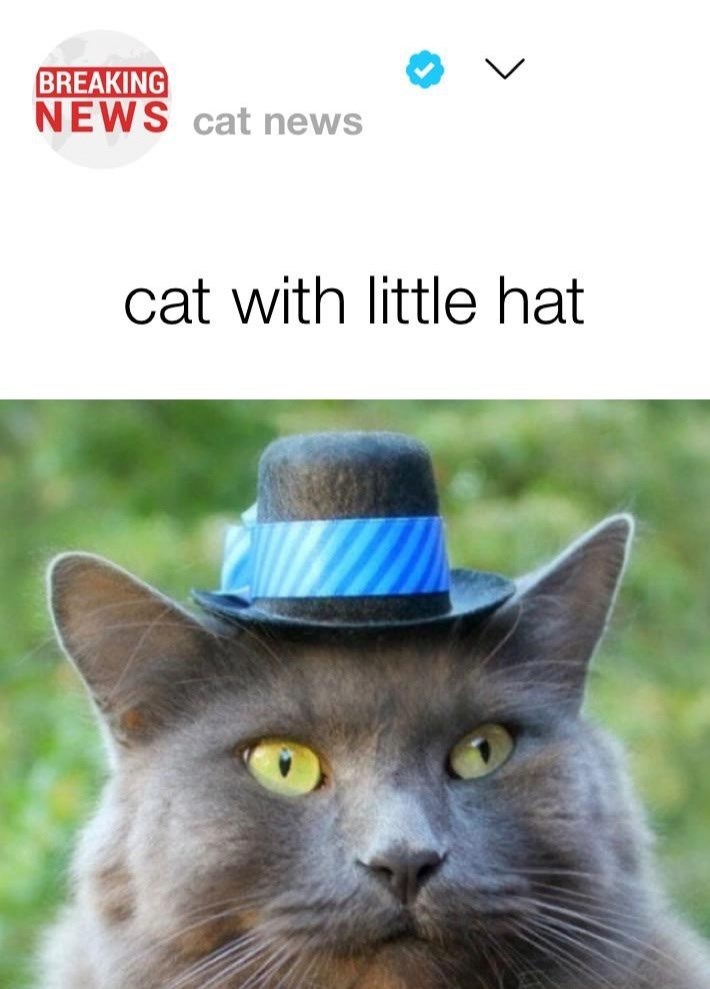 BREAKING NEWS cat news cat with little hat