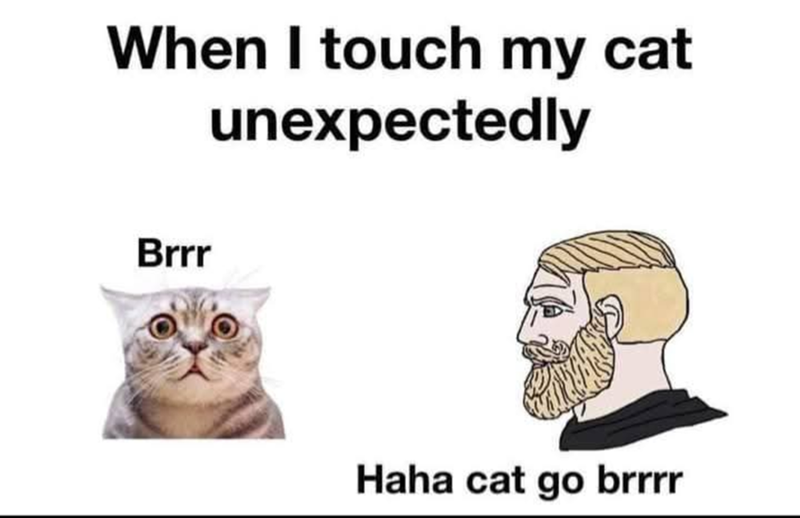 When I touch my cat unexpectedly Brrr Haha cat go brrrr