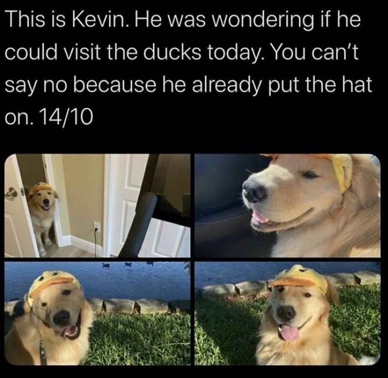This is Kevin. He was wondering if he could visit the ducks today. You can't say no because he already put the hat on. 14/10