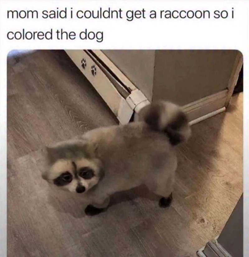 mom said i couldnt get a raccoon so i colored the dog