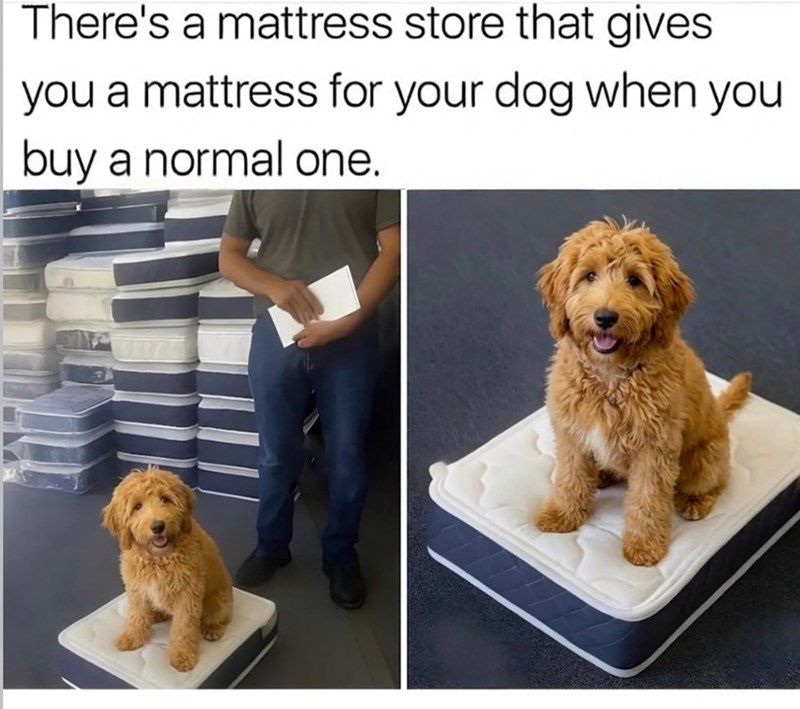 There's a mattress store that gives you a mattress for your dog when you buy a normal one.