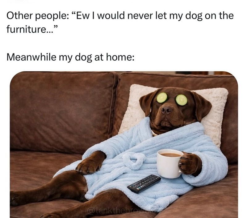 Other people: "Ew I would never let my dog on the furniture..." Meanwhile my dog at home: @tankthebrow