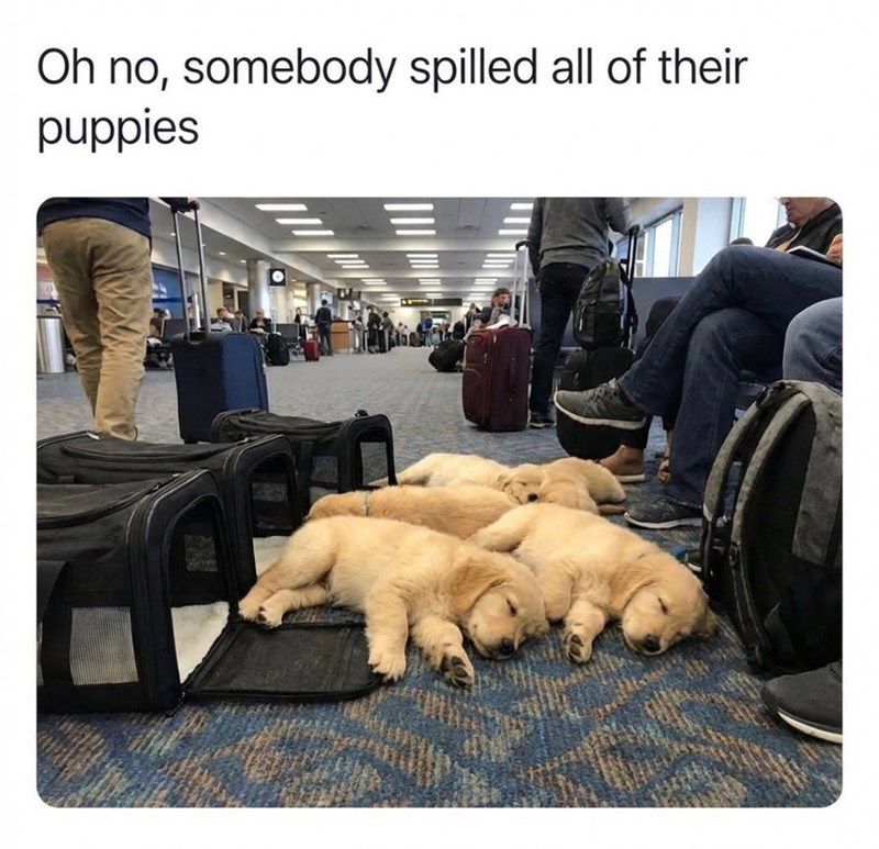 Oh no, somebody spilled all of their puppies