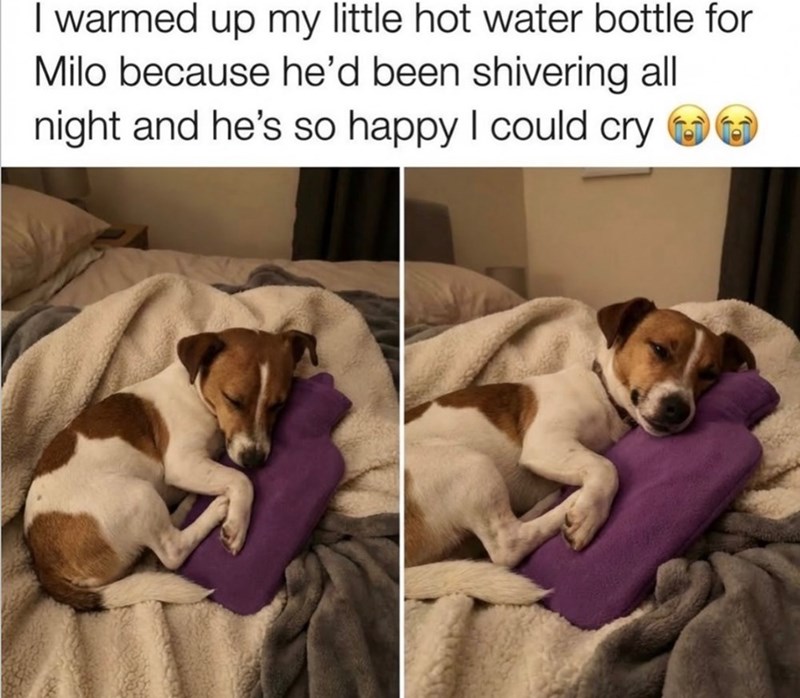 I warmed up my little hot water bottle for Milo because he'd been shivering all night and he's so happy I could cry
