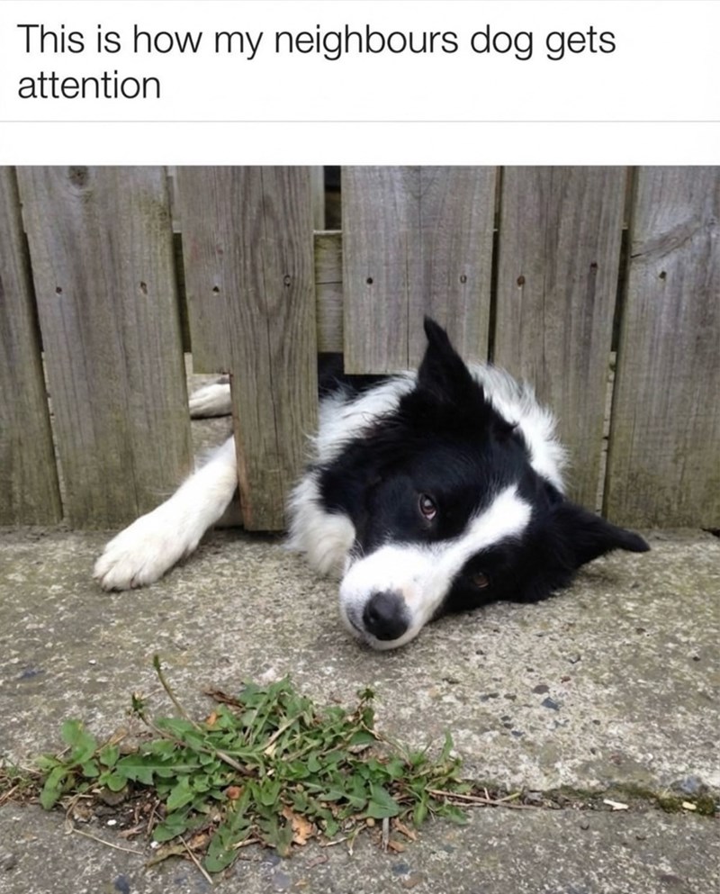 This is how my neighbours dog gets attention
