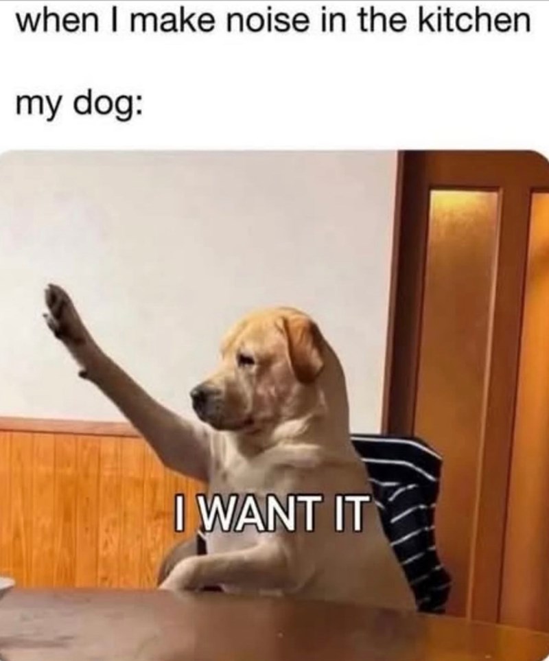 when I make noise in the kitchen my dog: I WANT IT