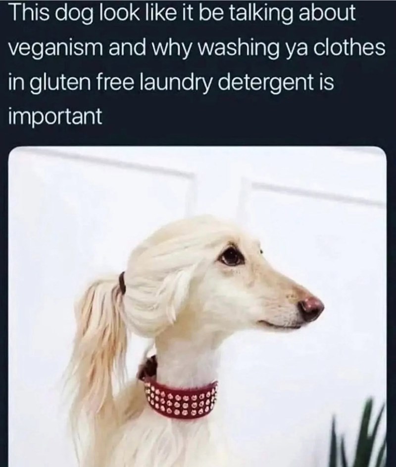 This dog look like it be talking about veganism and why washing ya clothes in gluten free laundry detergent is important