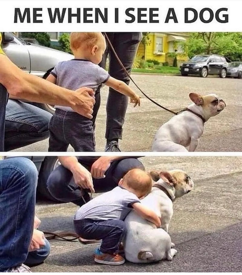 ME WHEN I SEE A DOG