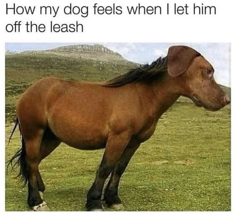 How my dog feels when I let him off the leash