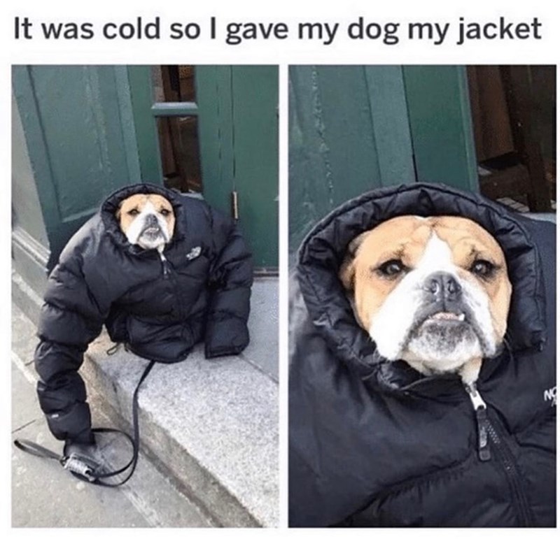 It was cold so I gave my dog my jacket