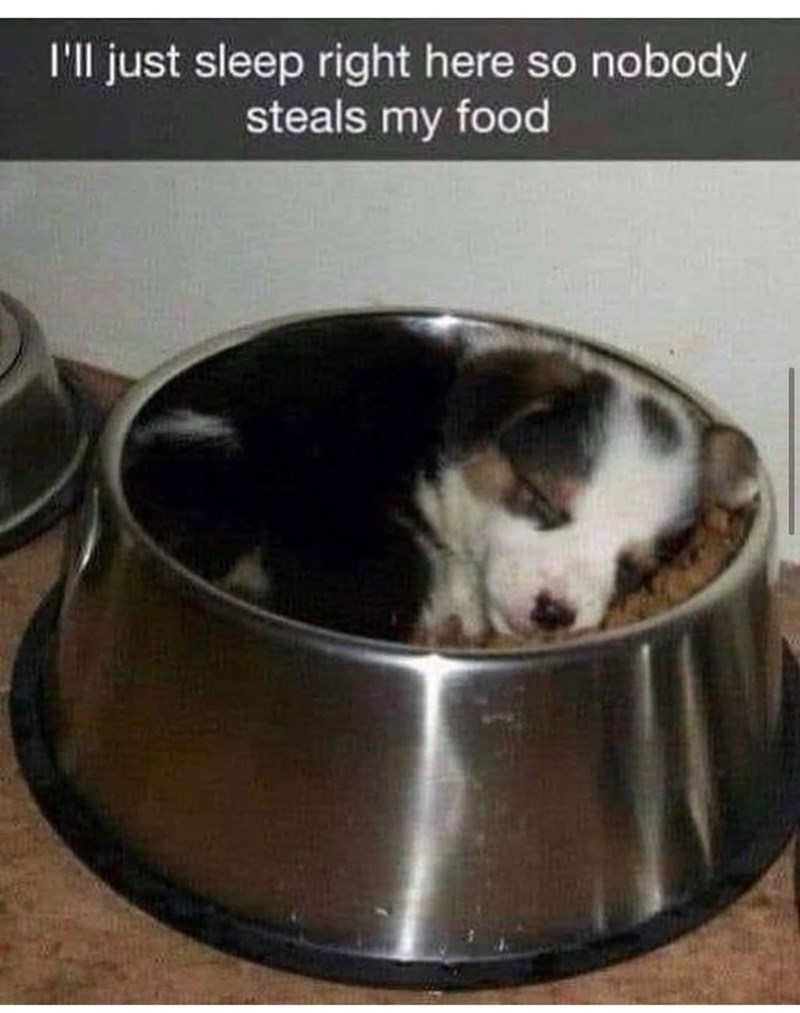 I'll just sleep right here so nobody steals my food