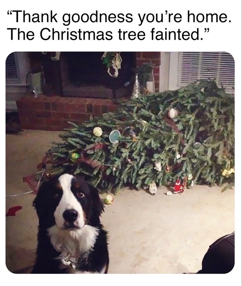 "Thank goodness you're home. The Christmas tree fainted."