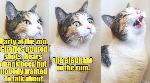 Party at the zoo. Giraffes poured shots. Bears drank beer, but nobody wanted to talk about the elephant in the rum.