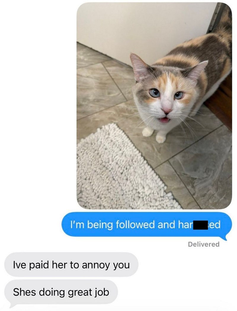 I'm being followed and har ed Delivered Ive paid her to annoy you Shes doing great job