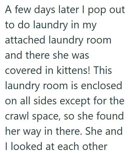A few days later I pop out to do laundry in my attached laundry room and there she was covered in kittens! This laundry room is enclosed on all sides except for the crawl space, so she found her way in there. She and I looked at each other
