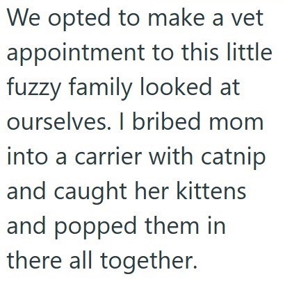 We opted to make a vet appointment to this little fuzzy family looked at ourselves. I bribed mom into a carrier with catnip and caught her kittens and popped them in there all together.