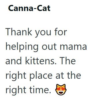Canna-Cat Thank you for helping out mama and kittens. The right place at the right time.