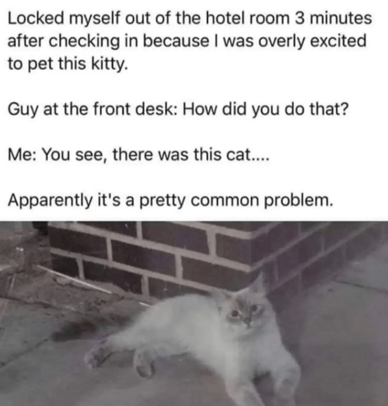 Locked myself out of the hotel room 3 minutes after checking in because I was overly excited to pet this kitty. Guy at the front desk: How did you do that? Me: You see, there was this cat.... Apparently it's a pretty common problem.