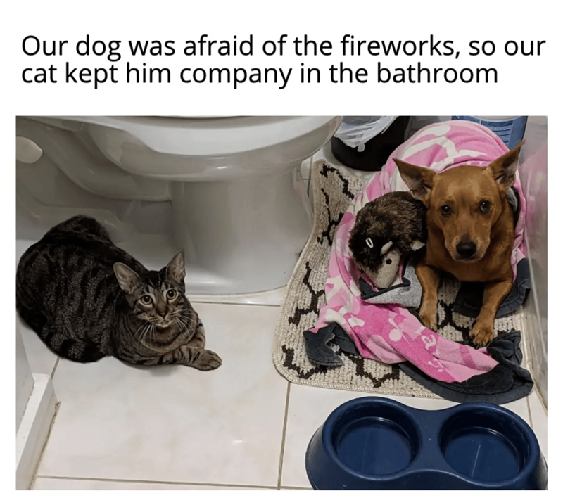 Our dog was afraid of the fireworks, so our cat kept him company in the bathroom