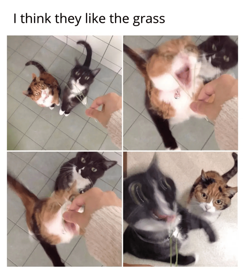 I think they like the grass