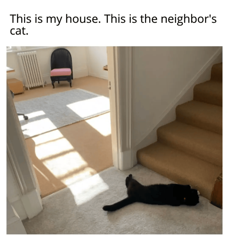 This is my house. This is the neighbor's cat.