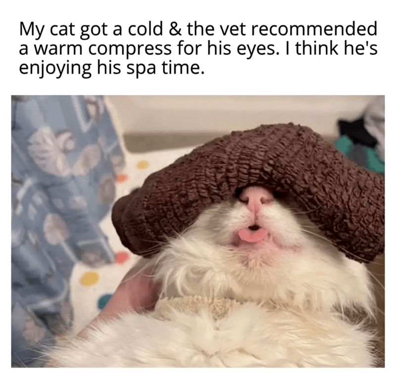 My cat got a cold & the vet recommended a warm compress for his eyes. I think he's enjoying his spa time.