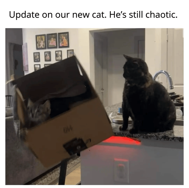 Update on our new cat. He's still chaotic. 014