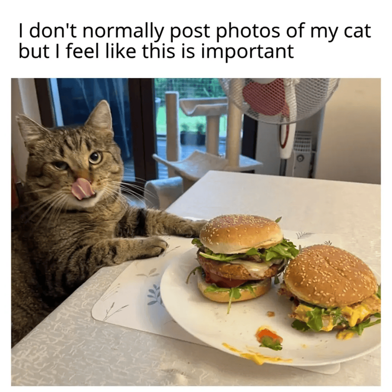 I don't normally post photos of my cat but I feel like this is important