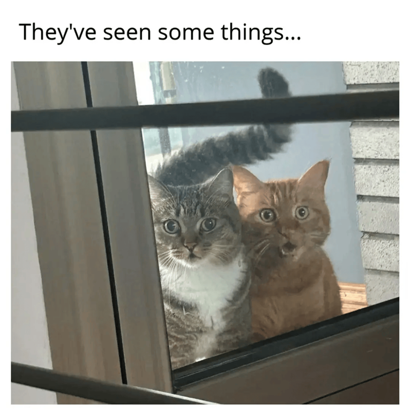 They've seen some things...