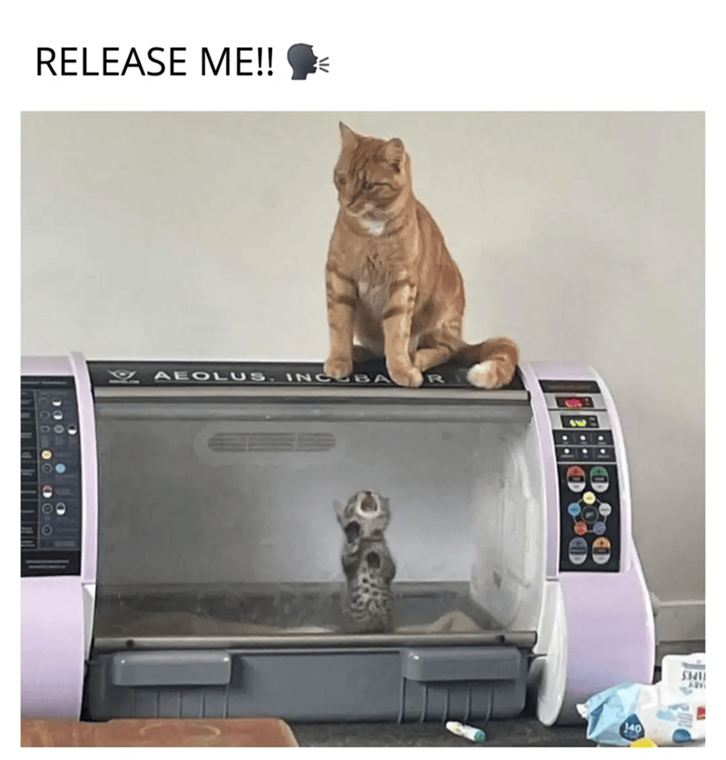 RELEASE ME!! AEOLUS. INCUBA R 140 53411