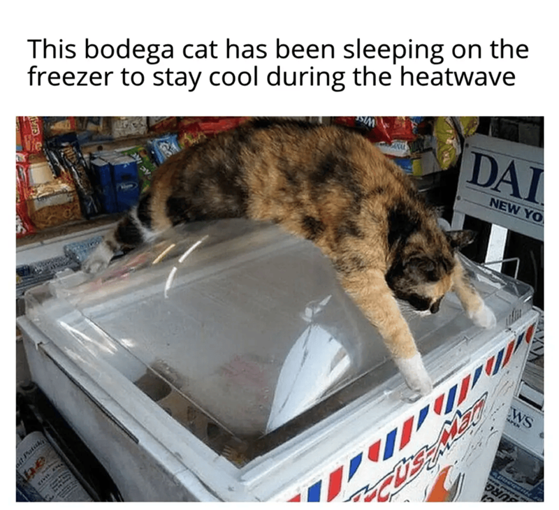 This bodega cat has been sleeping on the freezer to stay cool during the heatwave DAI NEW YO he CIVIL ING. WS