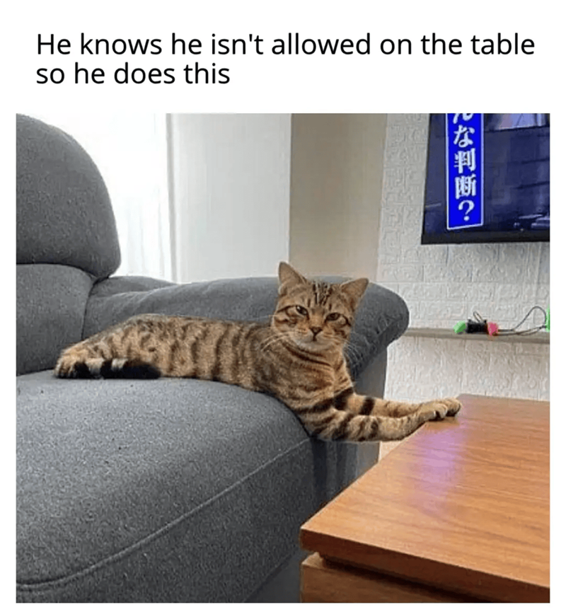 んな判断? He knows he isn't allowed on the table so he does this