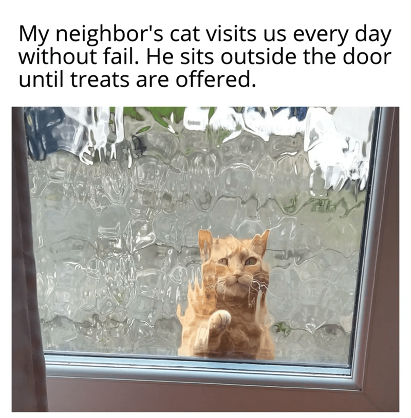 My neighbor's cat visits us every day without fail. He sits outside the door until treats are offered.