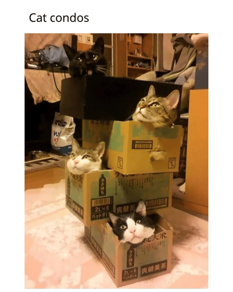 Cat condos ラク持ち 2LX6 ペットボト 爽健美 天米 Ho 爽健美茶 ペットボトル