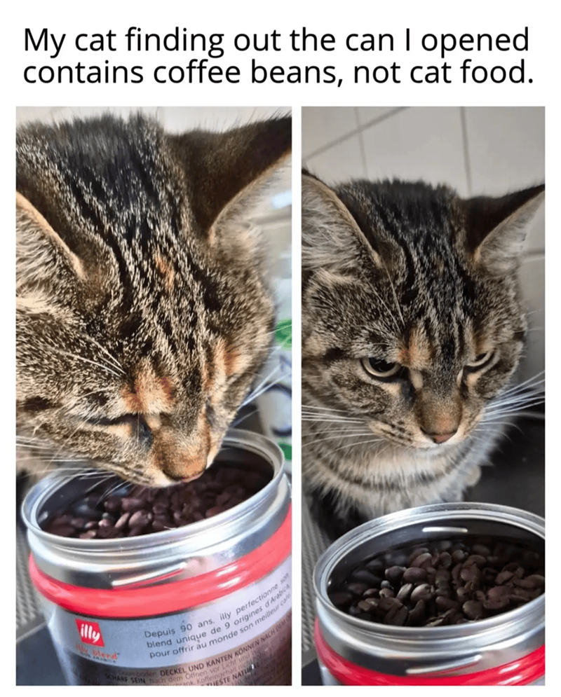 My cat finding out the can I opened contains coffee beans, not cat food. illy blend Depuis 90 ans, illy perfectionne son blend unique de 9 origines d'Arabica pour offrir au monde son meilleur caf SHARE boden DECKEL UND KANTEN KÖNNEN NACH DEM SEIN Nach dem Offnen vorcht und hal ank, Koffeingehalt nichtho ESTE NATURAL