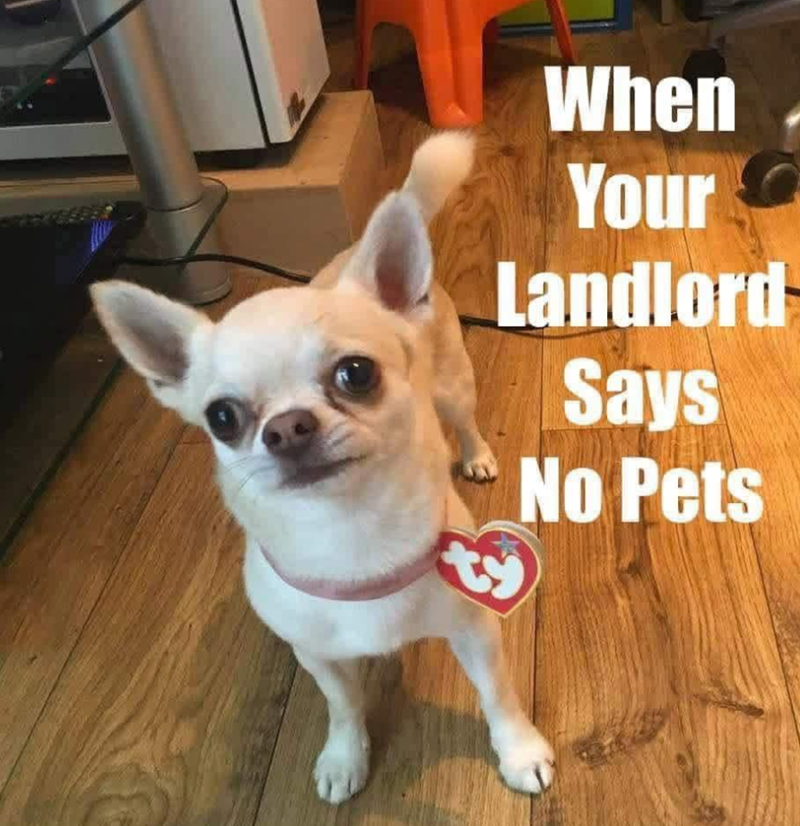 When Your Landlord Says No Pets