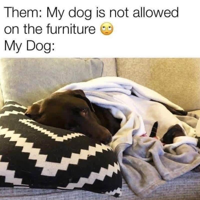 Them: My dog is not allowed. on the furniture My Dog: