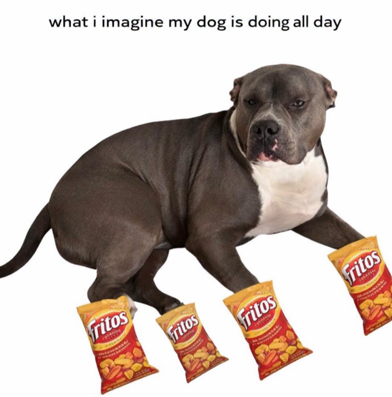 what i imagine my dog is doing all day ritos Fritos Fritos Fritos