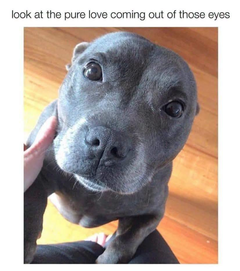 look at the pure love coming out of those eyes