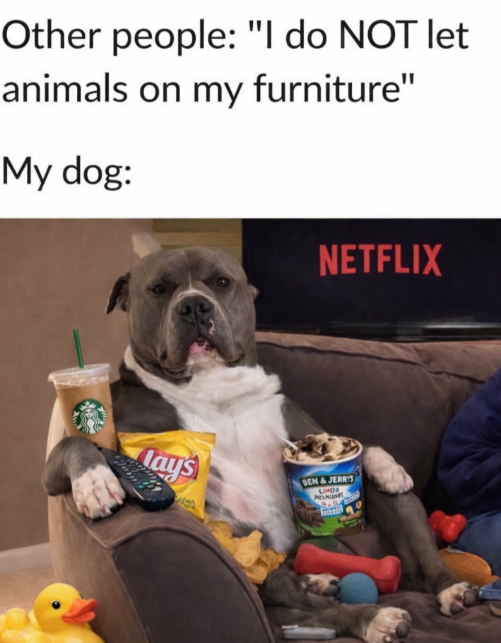 Other people: "I do NOT let animals on my furniture" My dog: NETFLIX Jays BEN&JERRY'S LINDS NONIMES