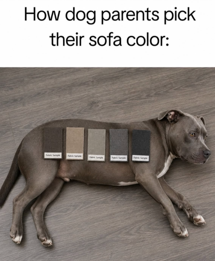How dog parents pick their sofa color: Fabric Sample Fabric Sample Fabric Sample Fabric Sample Fabric Sample