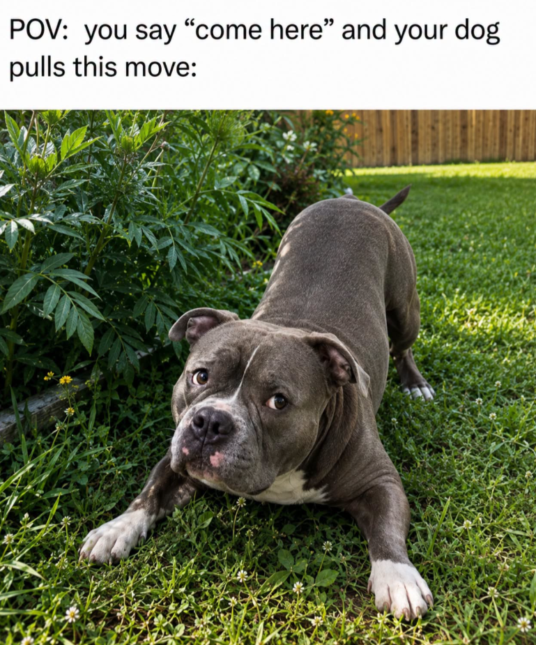 POV: you say "come here" and your dog pulls this move: