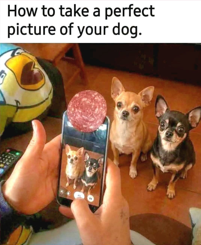 How to take a perfect picture of your dog.