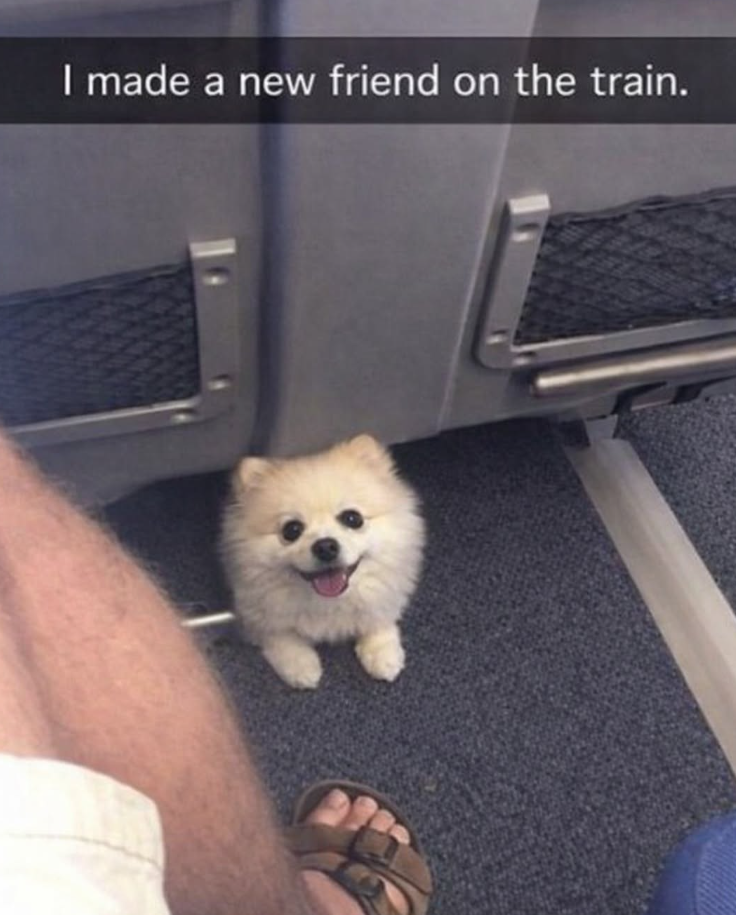 I made a new friend on the train.