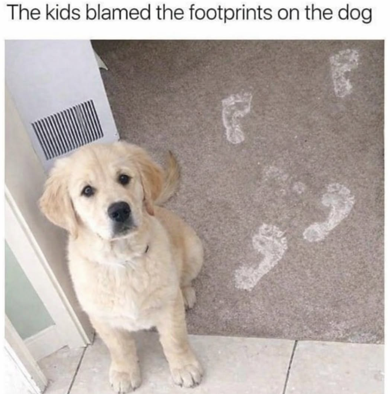 The kids blamed the footprints on the dog