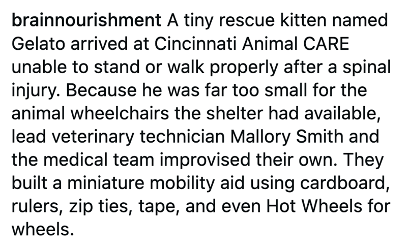 brainnourishment A tiny rescue kitten named Gelato arrived at Cincinnati Animal CARE unable to stand or walk properly after a spinal injury. Because he was far too small for the animal wheelchairs the shelter had available, lead veterinary technician Mallory Smith and the medical team improvised their own. They built a miniature mobility aid using cardboard, rulers, zip ties, tape, and even Hot Wheels for wheels.