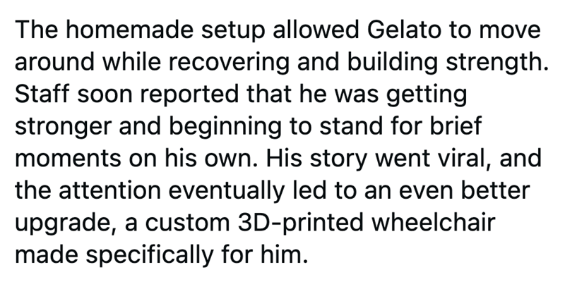 The homemade setup allowed Gelato to move around while recovering and building strength. Staff soon reported that he was getting stronger and beginning to stand for brief moments on his own. His story went viral, and the attention eventually led to an even better upgrade, a custom 3D-printed wheelchair made specifically for him.