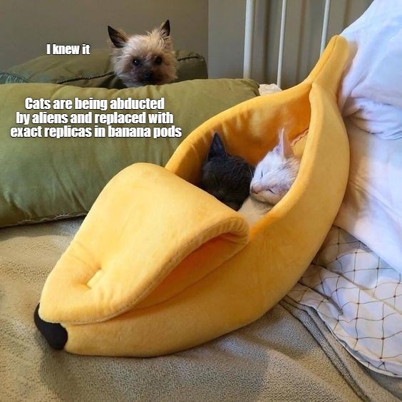 I knew it Cats are being abducted by aliens and replaced with exact replicas in banana pods